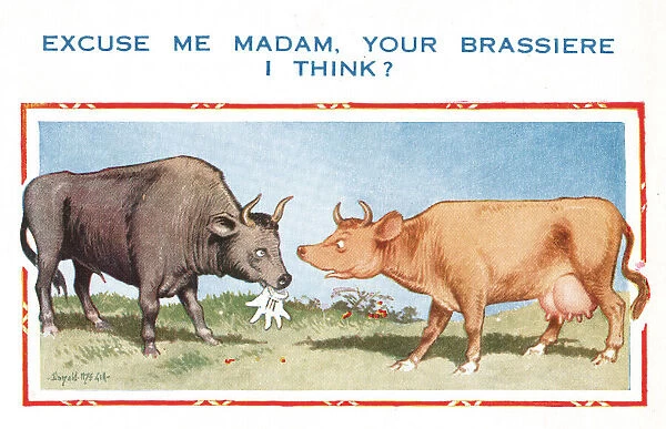 Comic postcard, cow and bull - your brassiere, I think? Date: 20th century