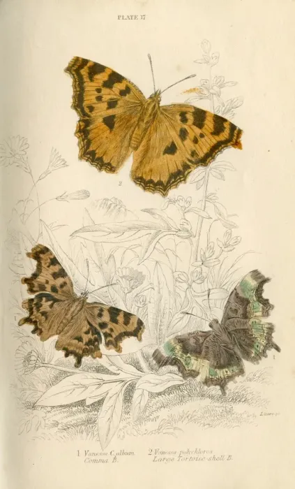 Framed Print : Comma Butterflies Framed Print : Comma Butterflies