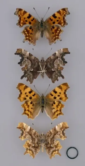 Framed Print : Comma, Polygonia c-album Framed Print : Comma, Polygonia c-album