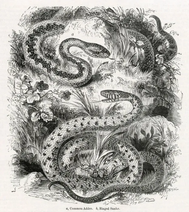 Framed Print : Common adder and Ringed snake Framed Print : Common adder and Ringed snake