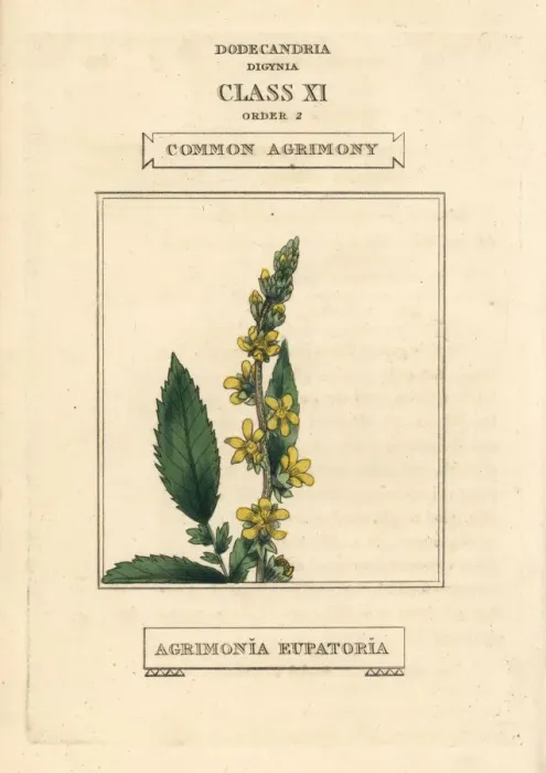 Framed Print : Common agrimony, Agrimonia eupatoria Framed Print : Common agrimony, Agrimonia eupatoria