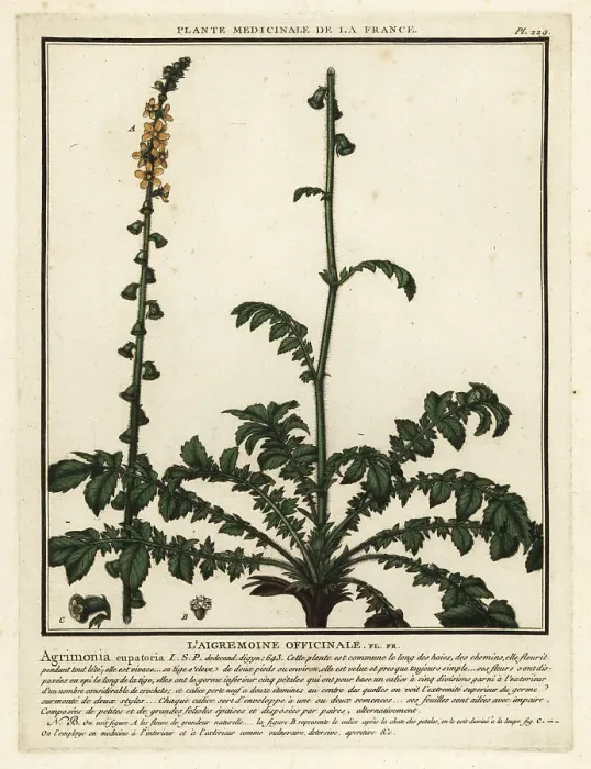 Framed Print : Common agrimony, Agrimonia eupatoria Framed Print : Common agrimony, Agrimonia eupatoria