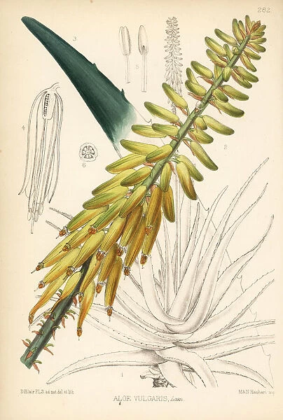 Common aloe or Barbados aloe, Aloe vera