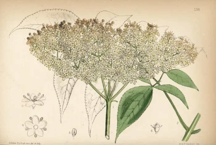Framed Print : Common American elderberry, Sambucus canadensis Framed Print : Common American elderberry, Sambucus canadensis