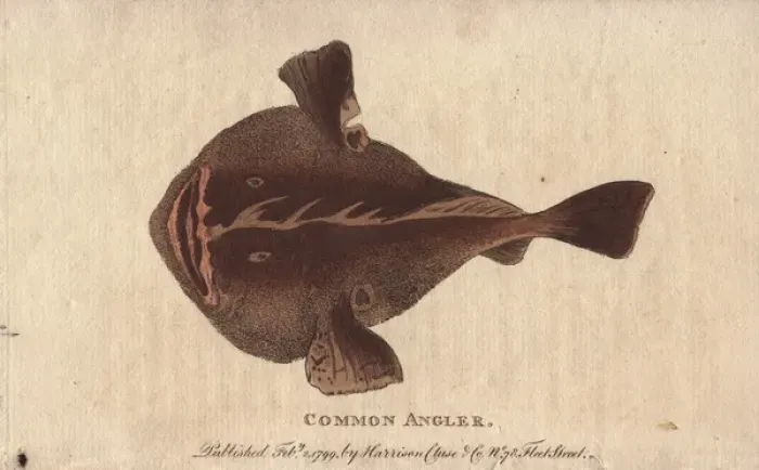 Framed Print : Common angler fish, Lophius piscatorius Framed Print : Common angler fish, Lophius piscatorius
