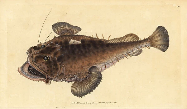 Common angler fish, Lophius piscatorius