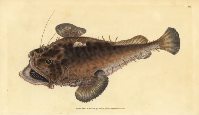 Framed Print : Common angler fish, Lophius piscatorius Framed Print : Common angler fish, Lophius piscatorius