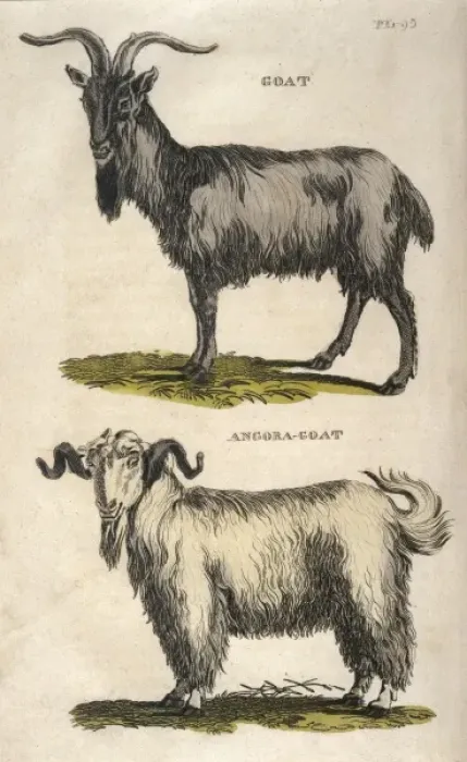 Framed Print : Common and Angora Goat Framed Print : Common and Angora Goat