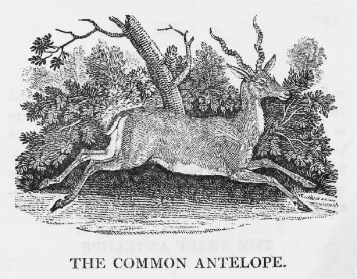 Framed Print : Common Antelope (Bewick) Framed Print : Common Antelope (Bewick)