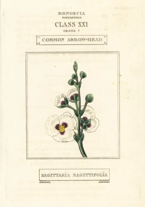 Framed Print : Common arrowhead, Sagittaria sagittifolia Framed Print : Common arrowhead, Sagittaria sagittifolia