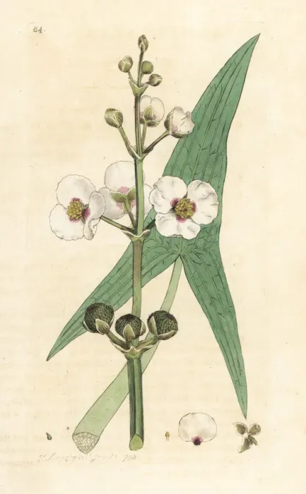 Framed Print : Common arrowhead, Sagittaria sagittifolia Framed Print : Common arrowhead, Sagittaria sagittifolia
