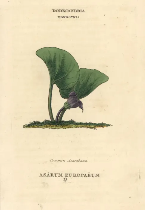 Framed Print : Common asarabacca, Asarum europaeum Framed Print : Common asarabacca, Asarum europaeum