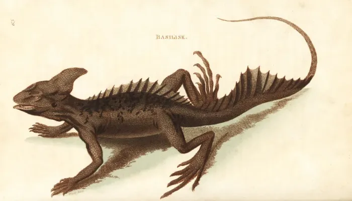 Framed Print : Common basilisk, Basiliscus basiliscus Framed Print : Common basilisk, Basiliscus basiliscus