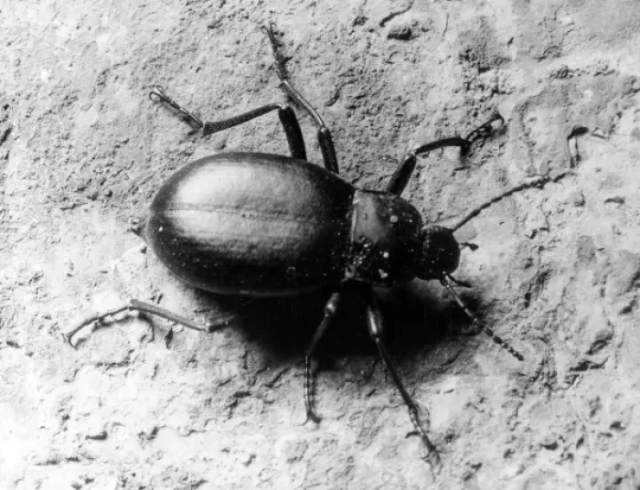 Framed Print : Common Beetle Framed Print : Common Beetle
