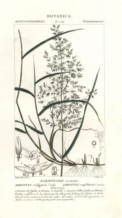 Framed Print : Common bent, Agrostis capillaris Framed Print : Common bent, Agrostis capillaris