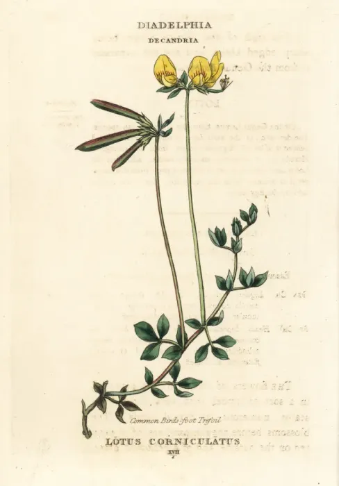 Framed Print : Common bird s-foot trefoil, Lotus corniculatus Framed Print : Common bird s-foot trefoil, Lotus corniculatus