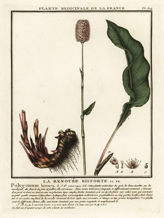 Framed Print : Common bistort, Persicaria bistorta Framed Print : Common bistort, Persicaria bistorta