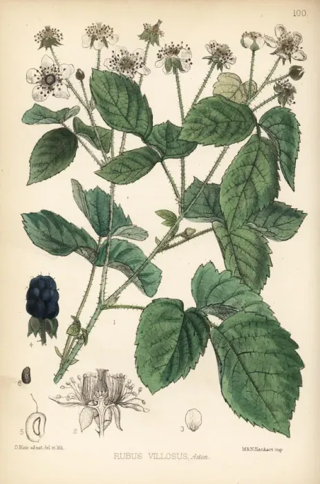 Framed Print : Common blackberry, Rubus villosus Framed Print : Common blackberry, Rubus villosus