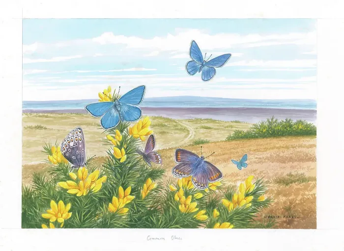 Framed Print : Common Blue butterflies Framed Print : Common Blue butterflies