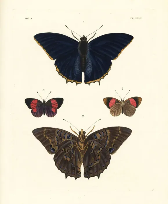 Framed Print : Common blue charaxes and blind eighty-eight moth Framed Print : Common blue charaxes and blind eighty-eight moth