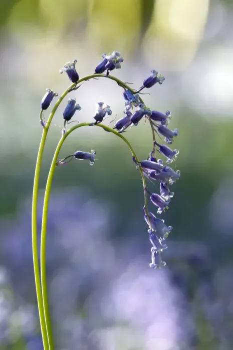 Framed Print : Common Bluebell - flowering plant - mass flowering Framed Print : Common Bluebell - flowering plant - mass flowering