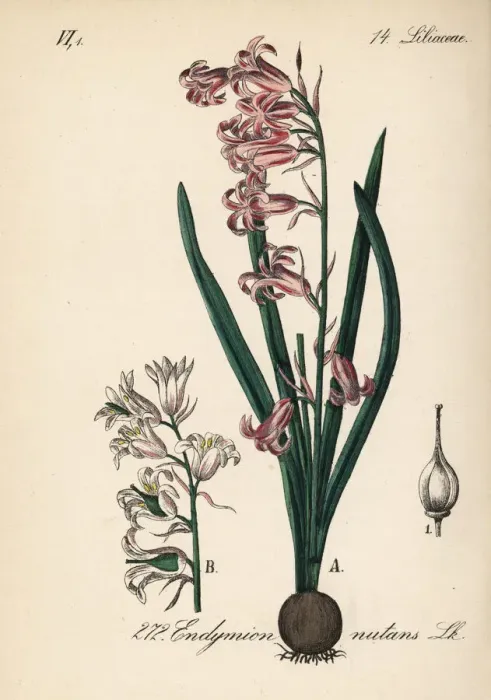 Framed Print : Common bluebell, Hyacinthoides non-scripta Framed Print : Common bluebell, Hyacinthoides non-scripta