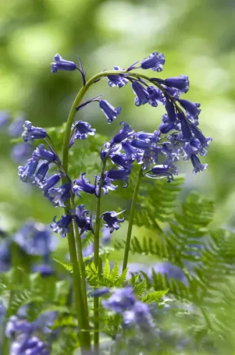 Framed Print : Common Bluebells flowering en mass - copse wood Framed Print : Common Bluebells flowering en mass - copse wood