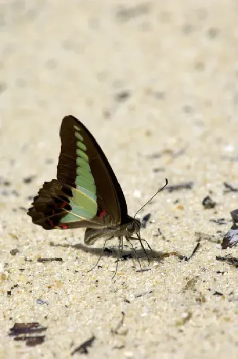 Framed Print : Common Bluebottle butterfly feeds on a damp sand Framed Print : Common Bluebottle butterfly feeds on a damp sand