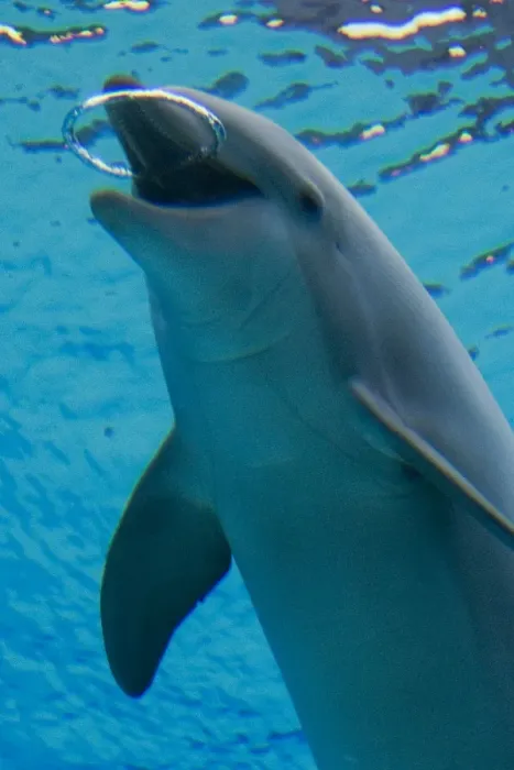 Framed Print : Common Bottlenose Dolphin - with air bubble ring Framed Print : Common Bottlenose Dolphin - with air bubble ring