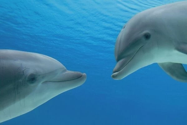 Common Bottlenose Dolphin - two facing each other