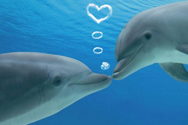 Common Bottlenose Dolphin, two facing each other