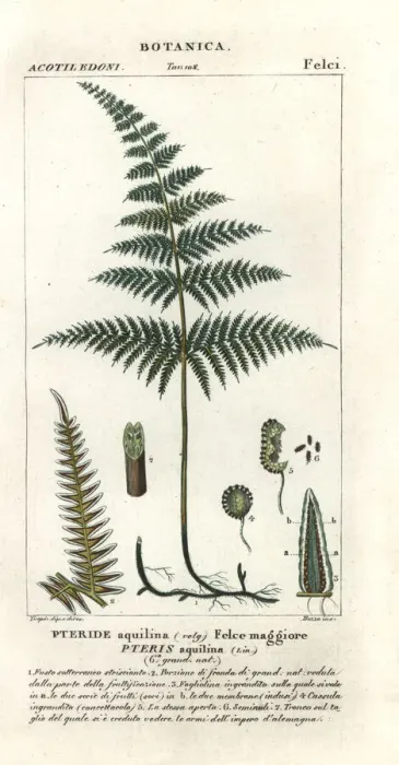 Framed Print : Common bracken or brake, Pteridium aquilinum Framed Print : Common bracken or brake, Pteridium aquilinum