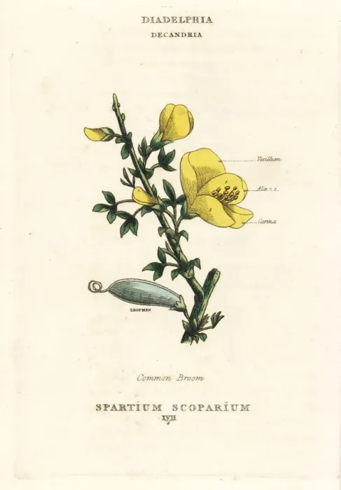 Framed Print : Common broom, Cytisus scoparius Framed Print : Common broom, Cytisus scoparius