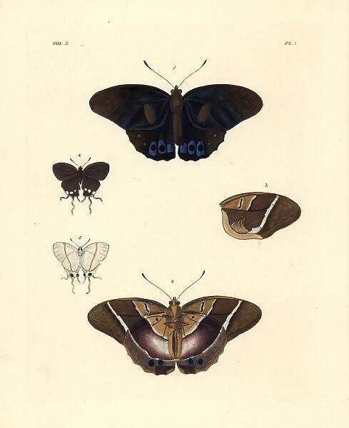 Common brown morpho and falsehead butterfly