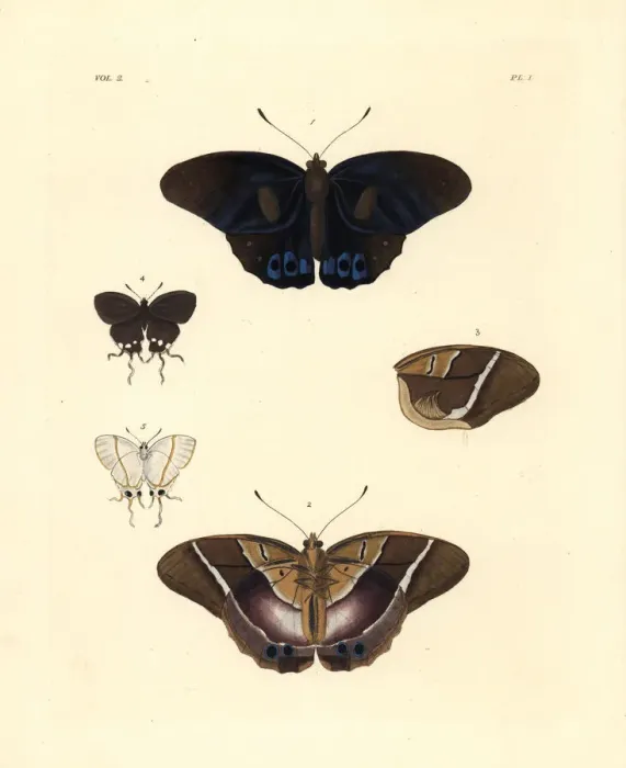 Framed Print : Common brown morpho and falsehead butterfly Framed Print : Common brown morpho and falsehead butterfly