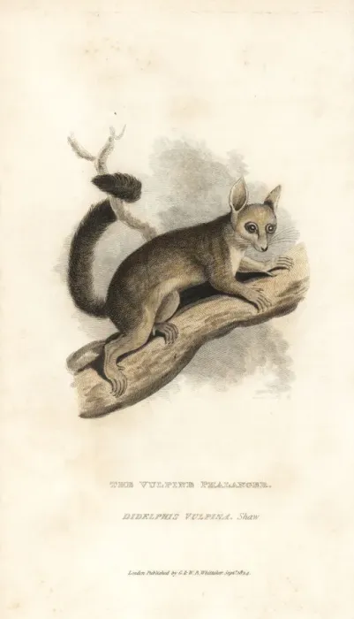 Framed Print : Common brushtail possum, Trichosurus vulpecula Framed Print : Common brushtail possum, Trichosurus vulpecula