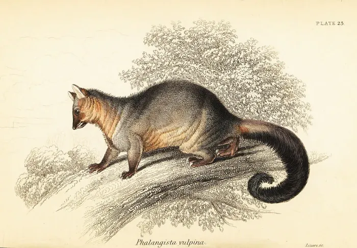 Framed Print : Common brushtail possum, Trichosurus vulpecula Framed Print : Common brushtail possum, Trichosurus vulpecula