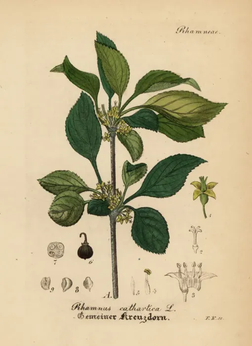 Framed Print : Common buckthorn or purging buckthorn, Rhamnus cathartica Framed Print : Common buckthorn or purging buckthorn, Rhamnus cathartica