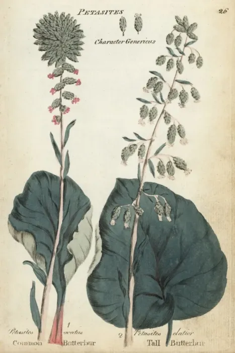 Framed Print : Common butterbur and tall butterbur Framed Print : Common butterbur and tall butterbur