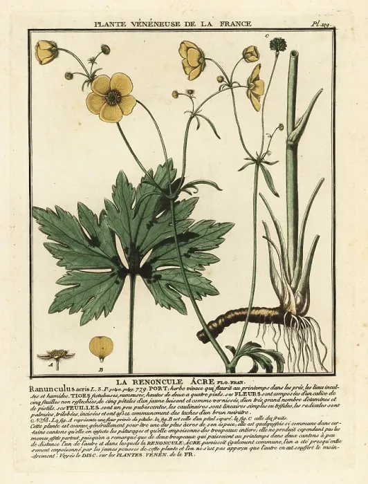 Framed Print : Common buttercup, Ranunculus acris Framed Print : Common buttercup, Ranunculus acris