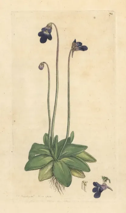 Framed Print : Common butterwort, Pinguicula vulgaris Framed Print : Common butterwort, Pinguicula vulgaris