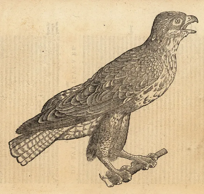 Framed Print : Common buzzard, Buteo buteo Framed Print : Common buzzard, Buteo buteo