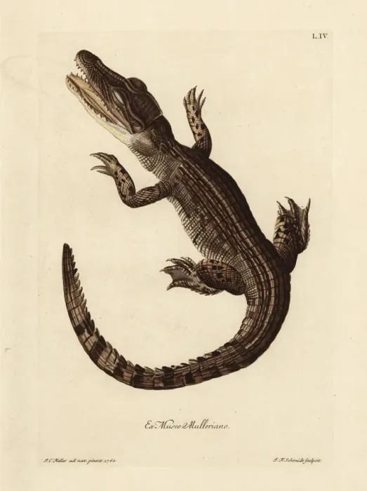 Framed Print : Common caiman, Caiman crocodilus Framed Print : Common caiman, Caiman crocodilus