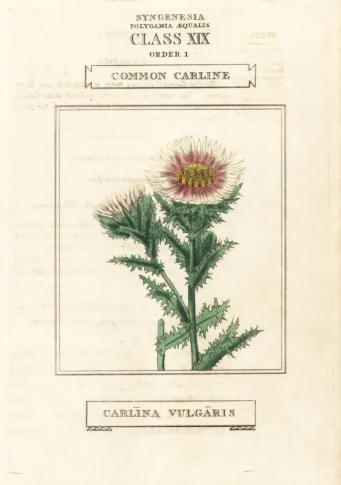 Framed Print : Common carline, Carlina vulgaris Framed Print : Common carline, Carlina vulgaris