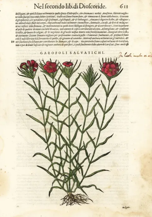 Framed Print : Common carnation, Dianthus caryophyllus Framed Print : Common carnation, Dianthus caryophyllus