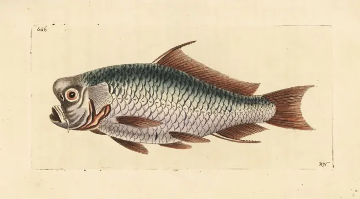 Framed Print : Common carp, Cyprinus carpio carpio. Vulnerable Framed Print : Common carp, Cyprinus carpio carpio. Vulnerable