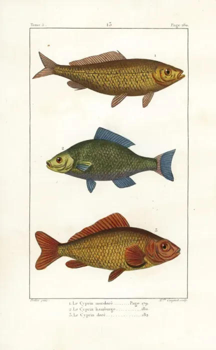 Framed Print : Common carp (vulnerable), bronze carp and goldfish Framed Print : Common carp (vulnerable), bronze carp and goldfish