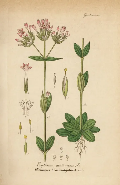 Framed Print : Common centaury, Centaurium erythraea Framed Print : Common centaury, Centaurium erythraea