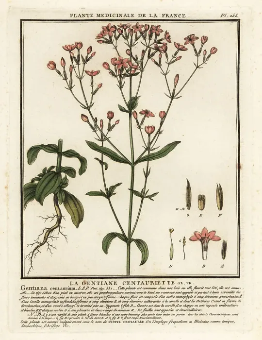 Framed Print : Common centaury. Centaurium erythraea Framed Print : Common centaury. Centaurium erythraea