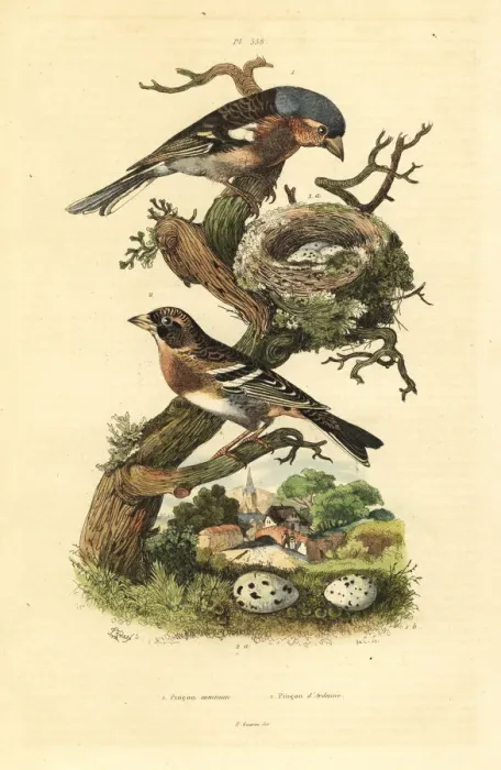 Framed Print : Common chaffinch and brambling Framed Print : Common chaffinch and brambling